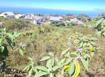 A vendre deux terrains constructibles d’environ 758 m2 chacun situés à La Plaine des Cafres